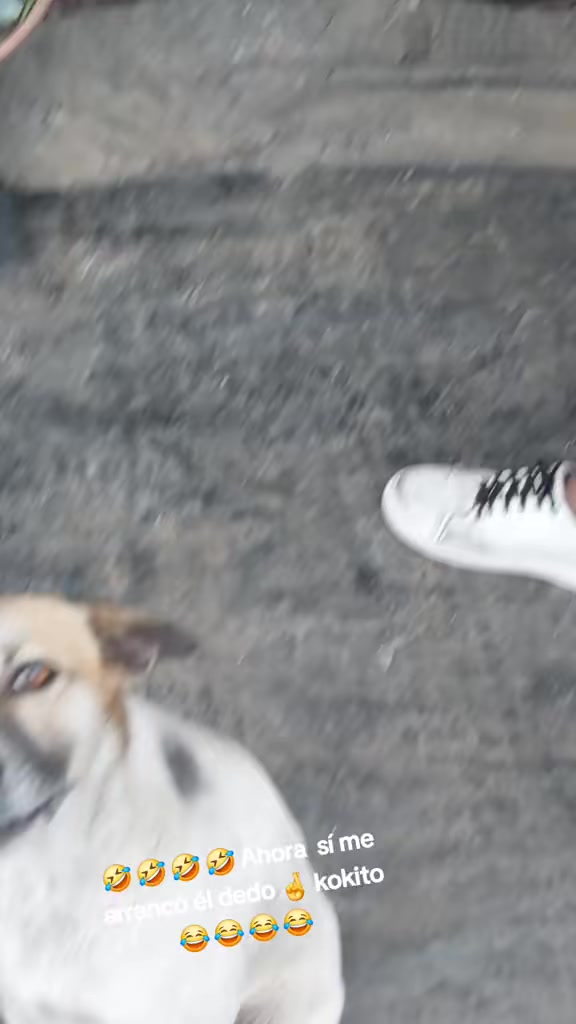 @🪽🌻🪽KokitoviralLlegotuex🌻🐶