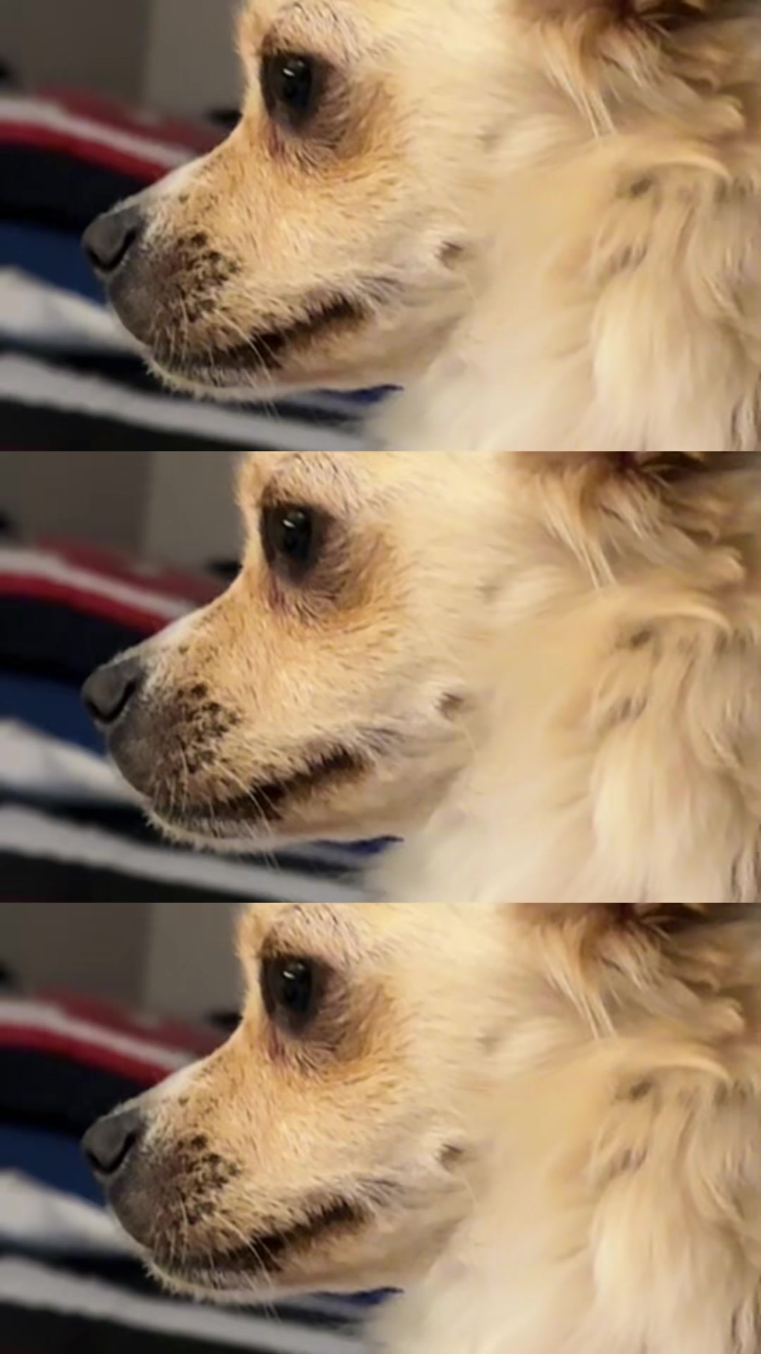 @🐕🐾MayaTheChihuahua🐾🐕