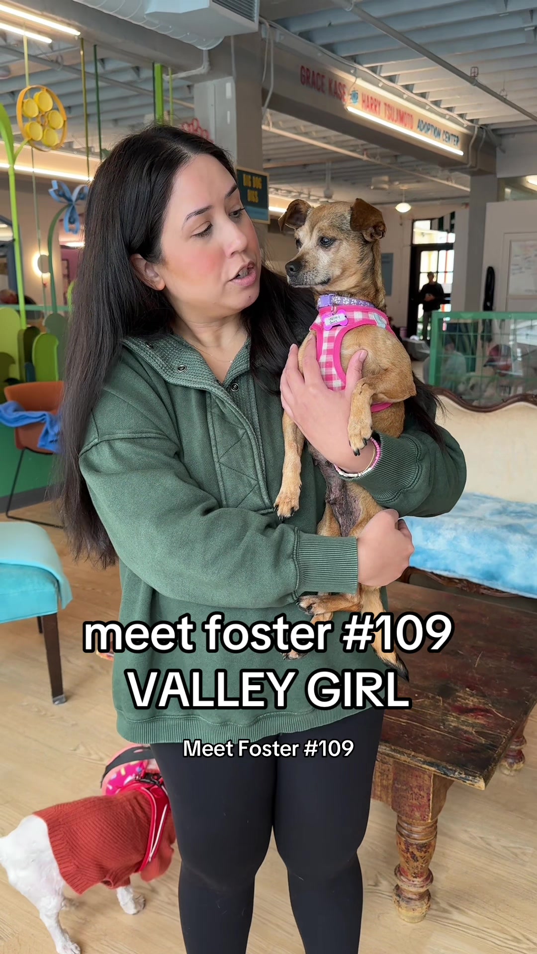 @Lisa fosters senior dogs 🐶