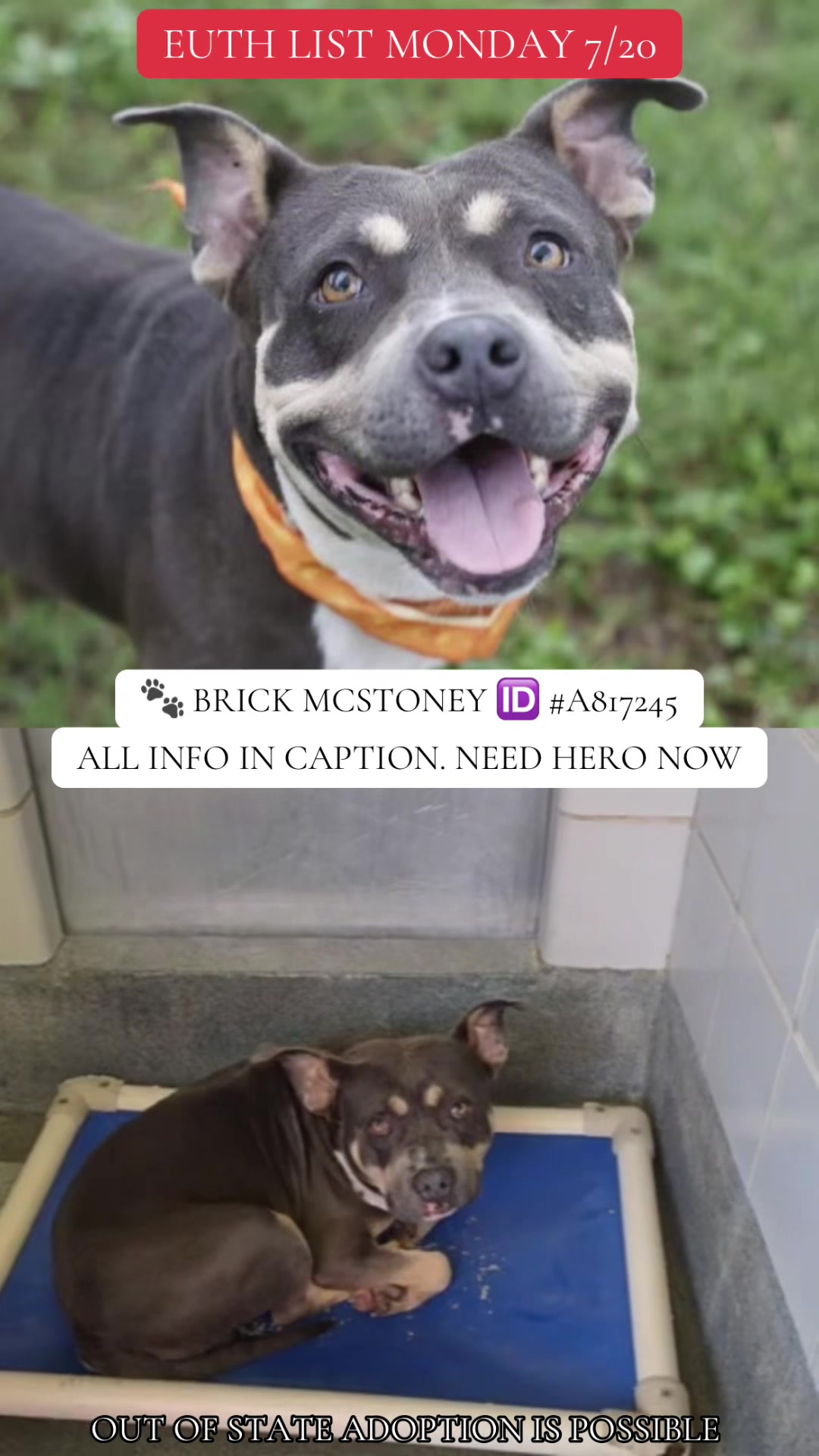 @@rescuedogs911
