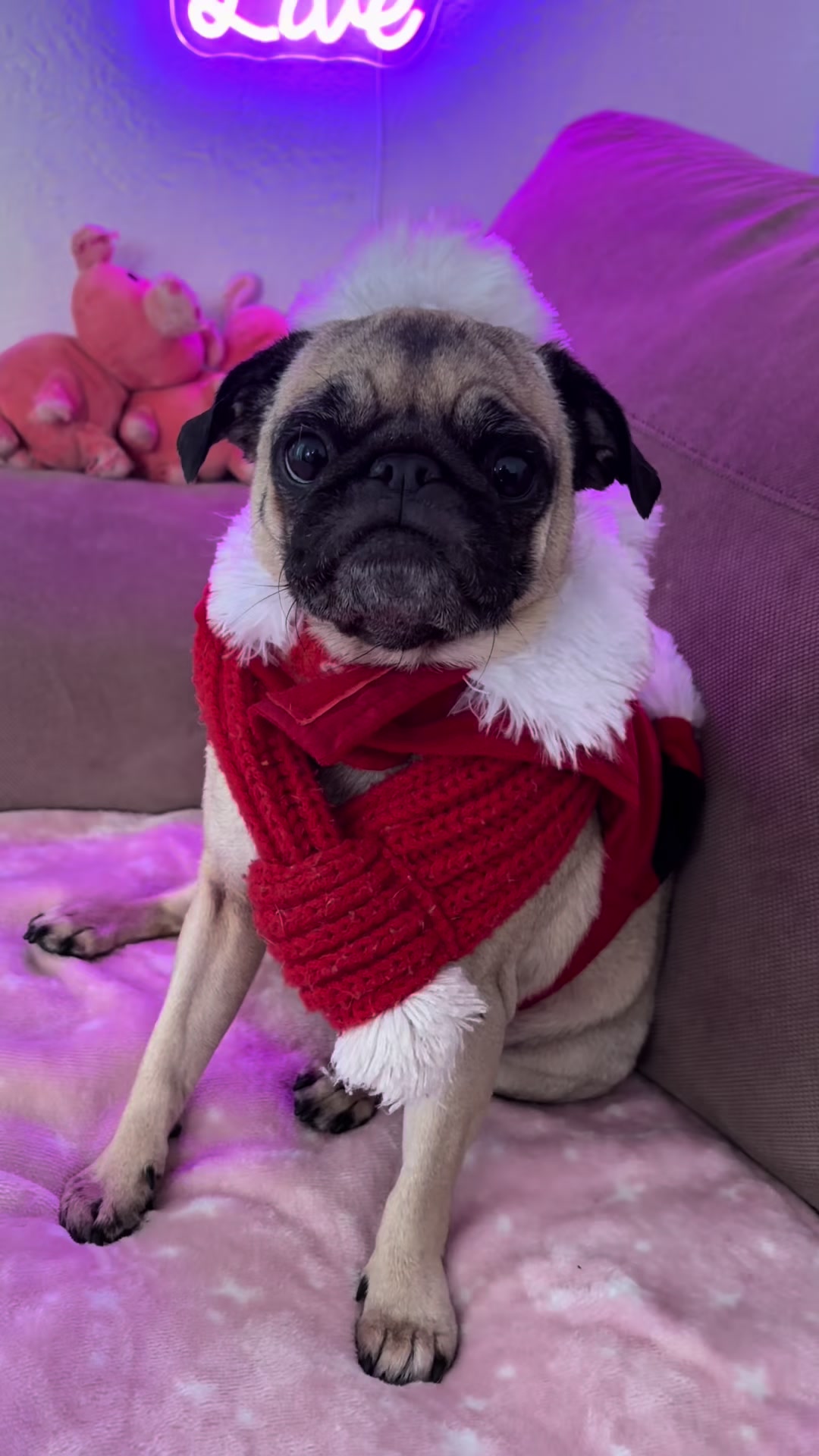 @Emma la Pug