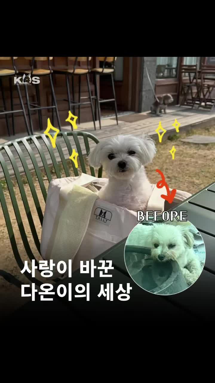 @🐶🐶엄지맘🦮🐕&zwj;🦺🐩
