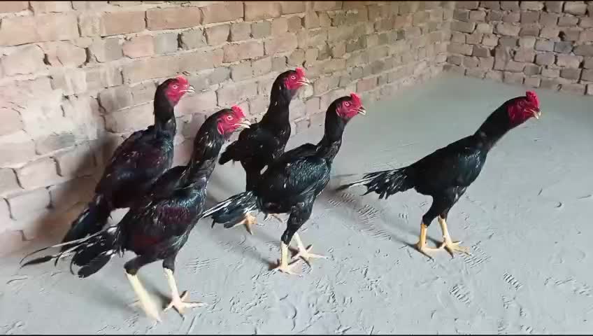 @꧁༒☬ঔৣ 𝓐𝓼𝓮𝓮𝓵ঔৣ☬༒꧂