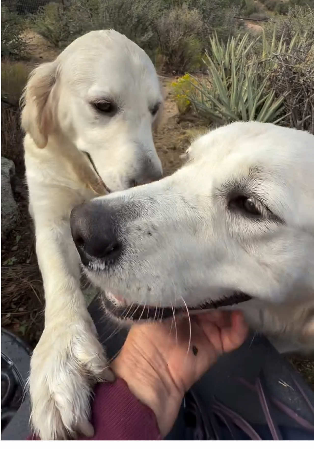 @kolom_golden_retrievers