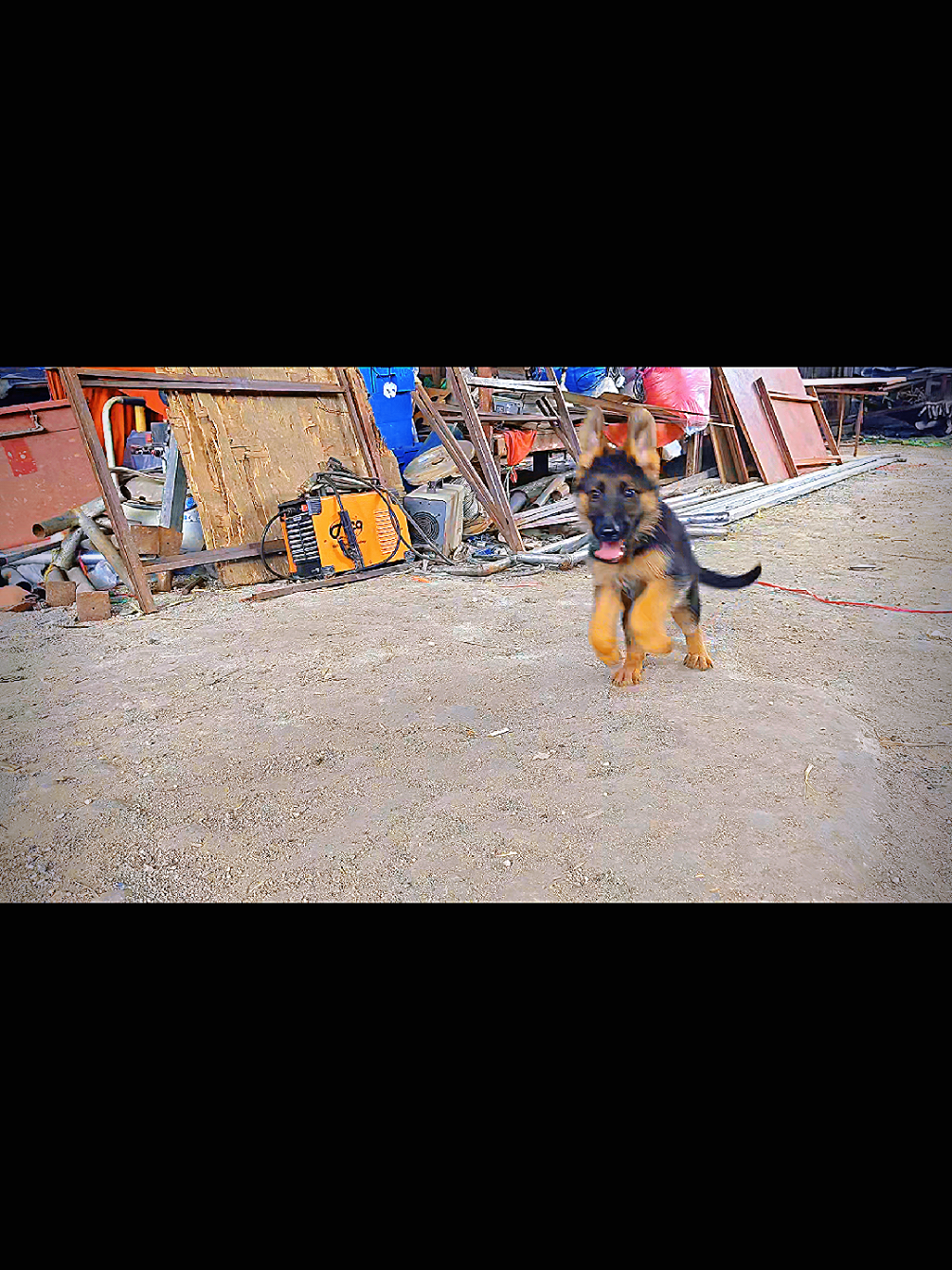 @Bamboozler kennel
