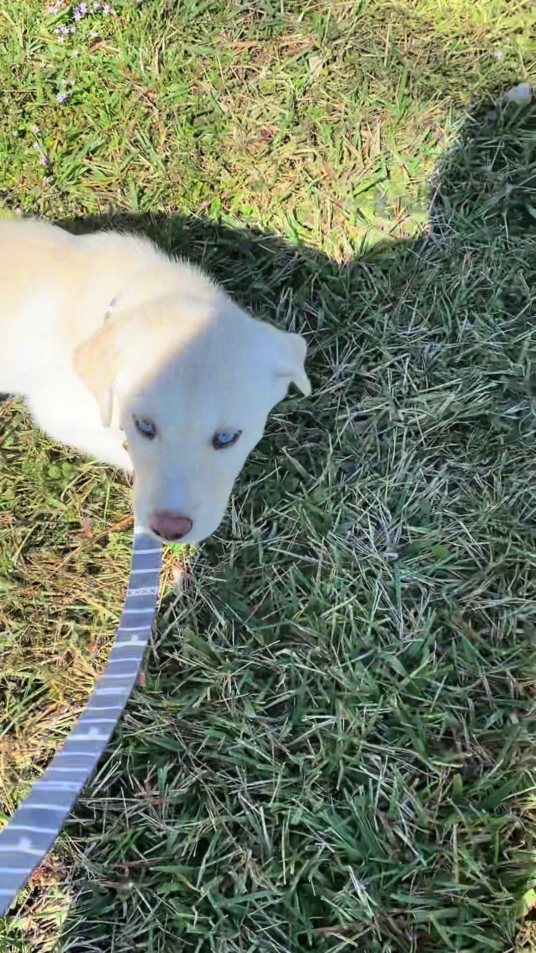 @Simba 🐾💙