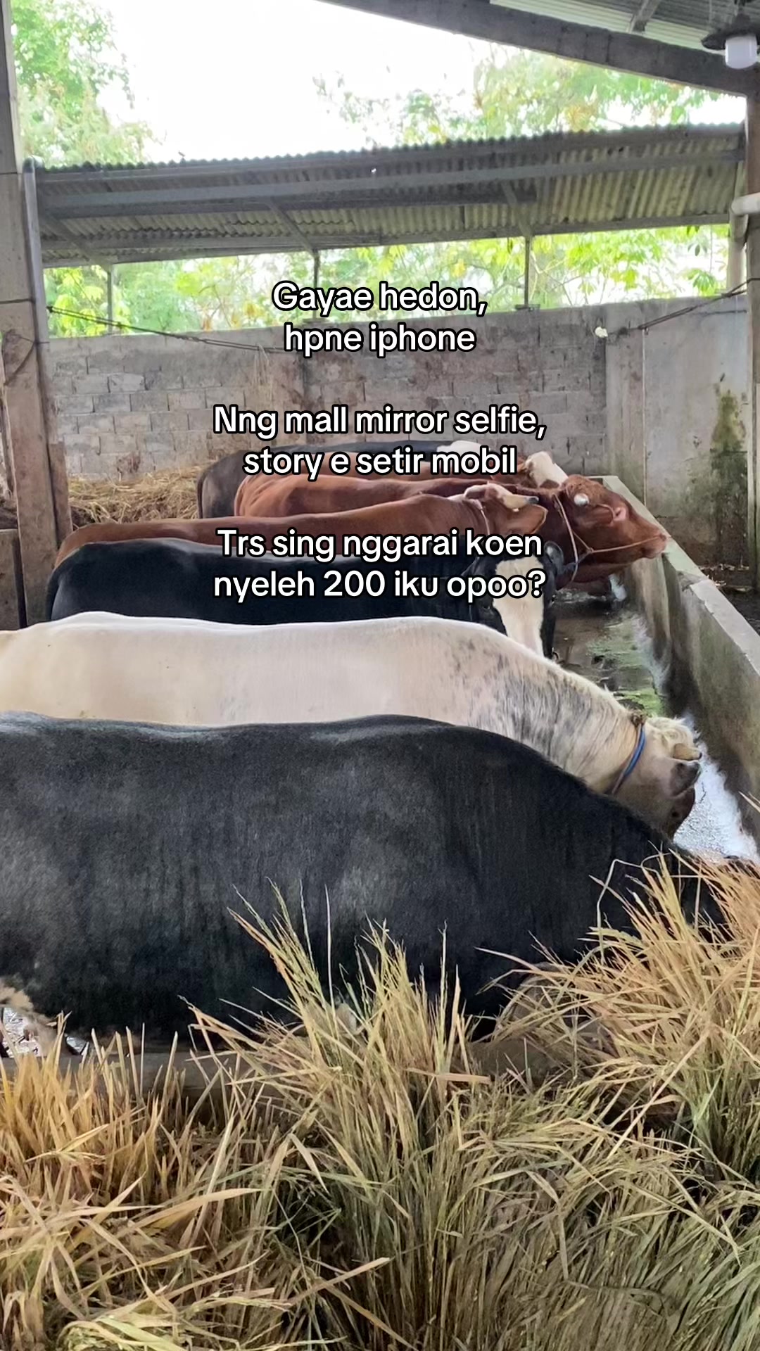 @KANDANG NDESO