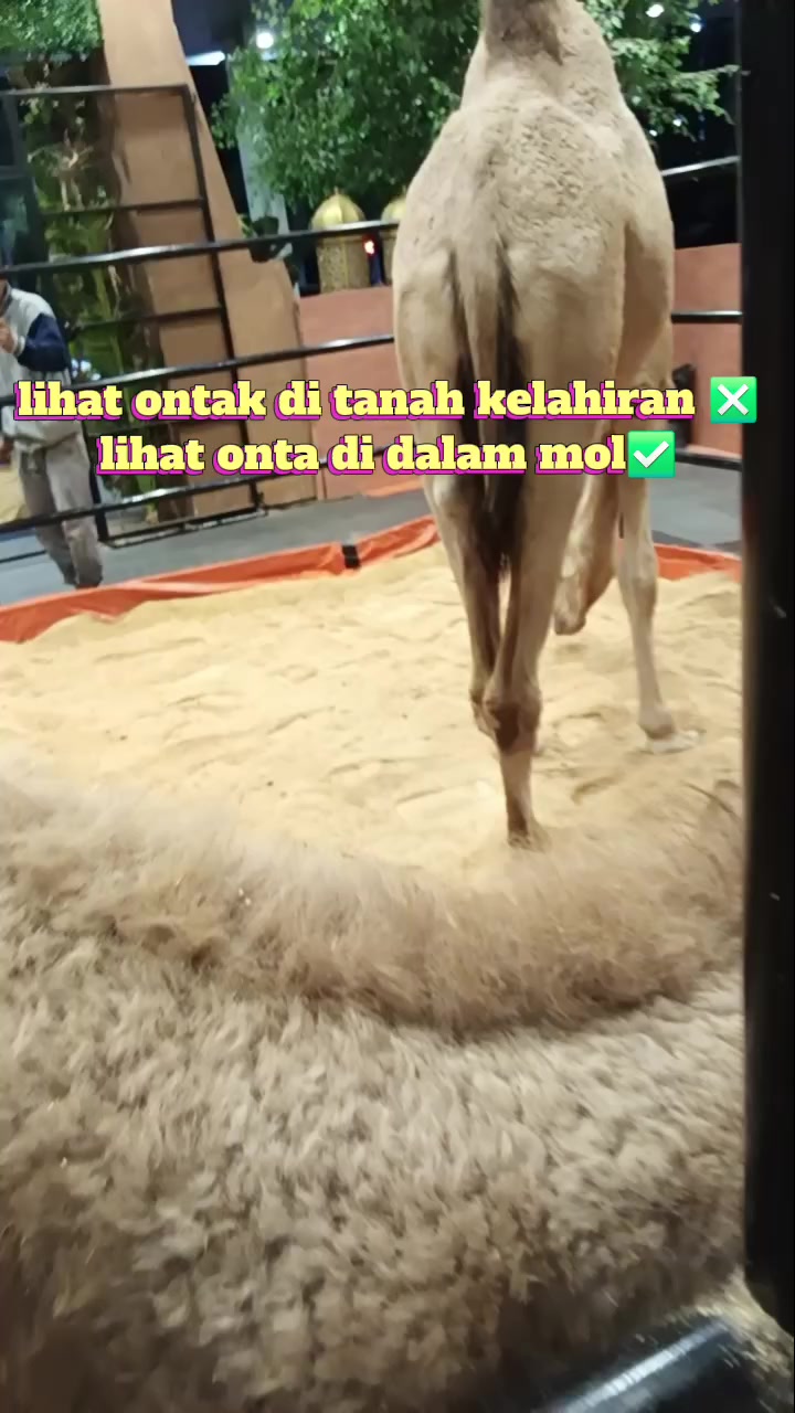 @mecca_eca