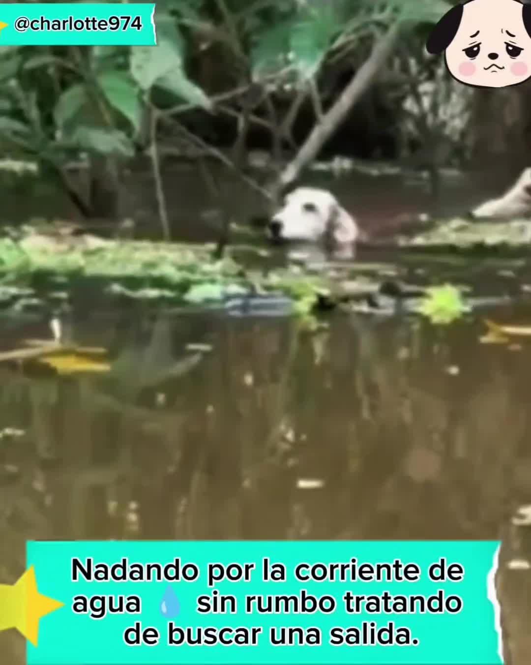 @Charlotte🐕&zwj;🦺🐈🐕🦬🐐🐎🐄🐒