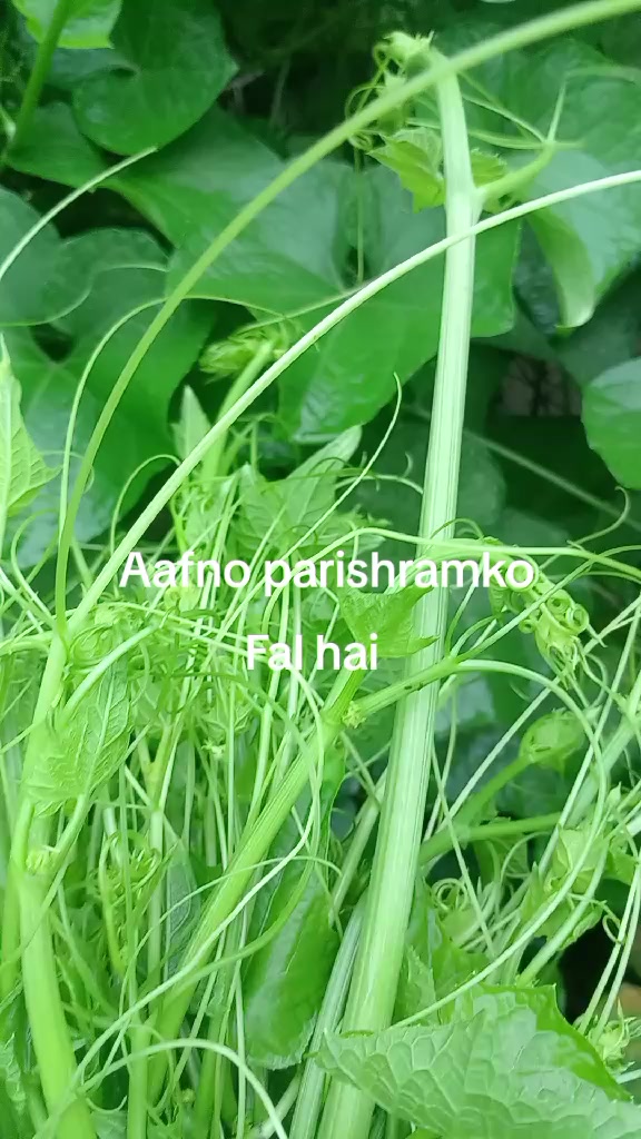 @Aruna bhujel