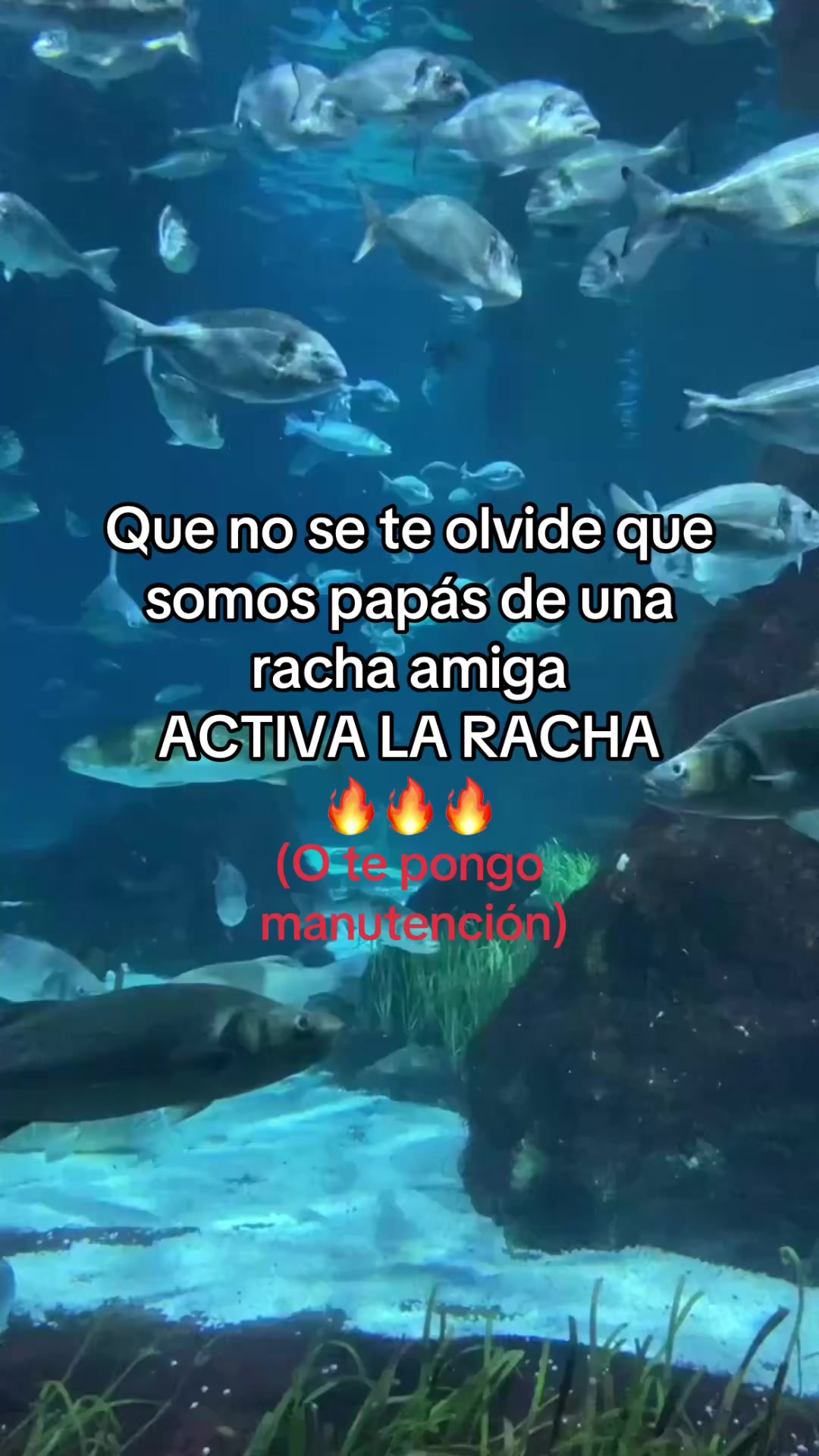 @kityxaio