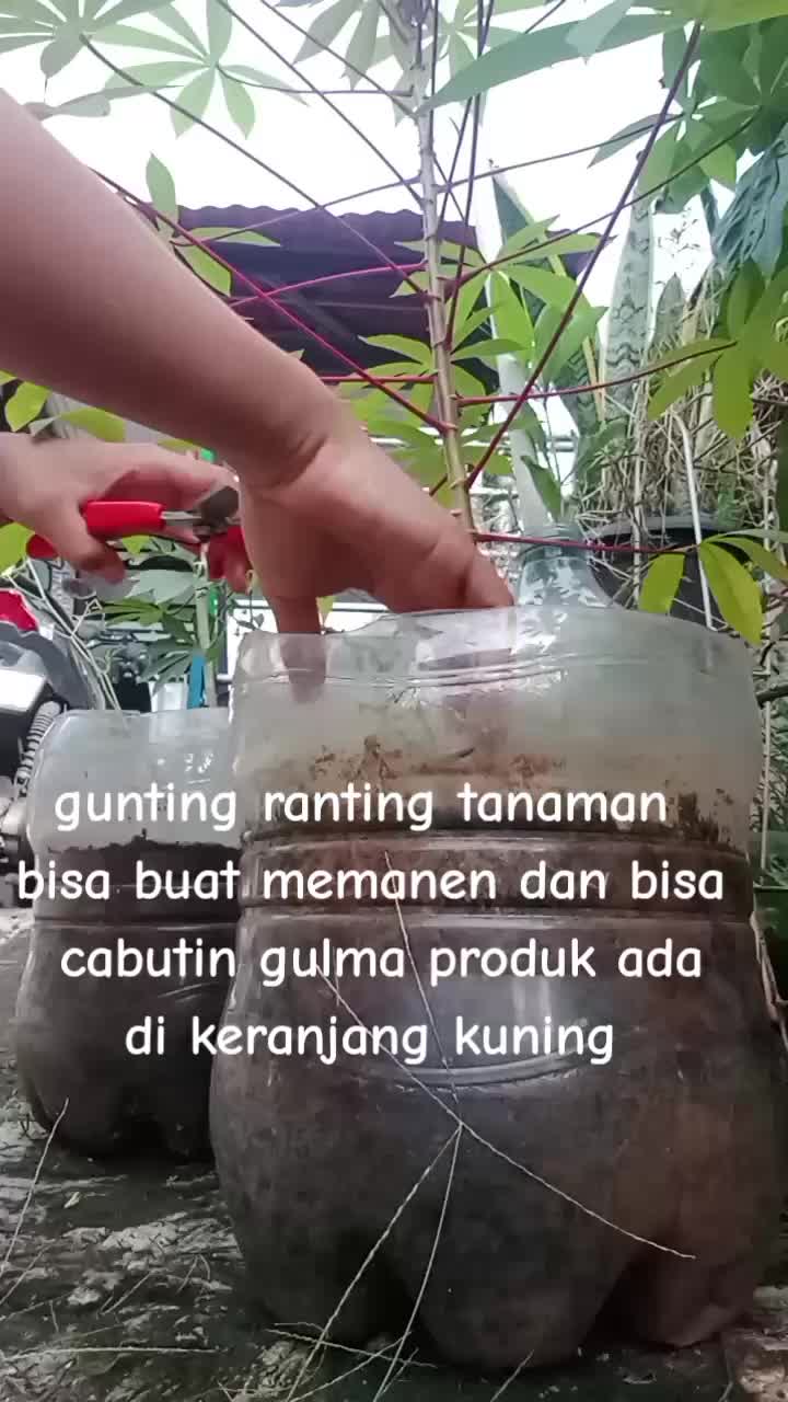 @rayso