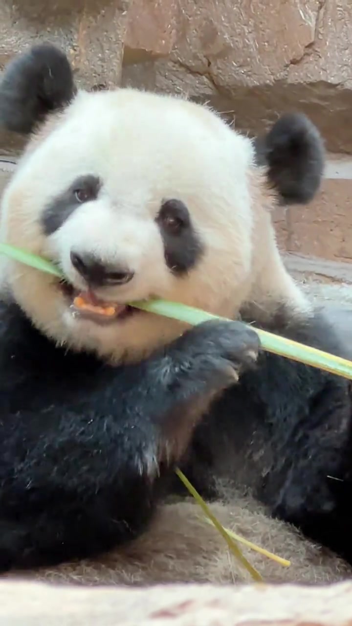 @Cute Animals 🐼