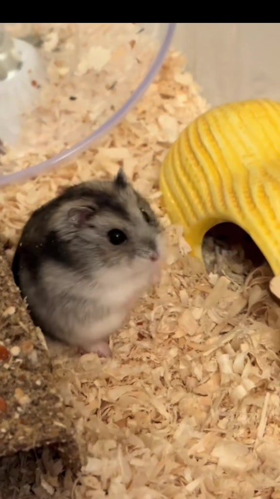 @хомяк Ричард 🐹
