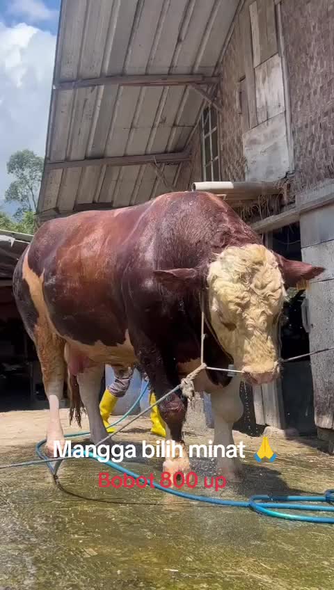 @LEMBUR PAKUAN
