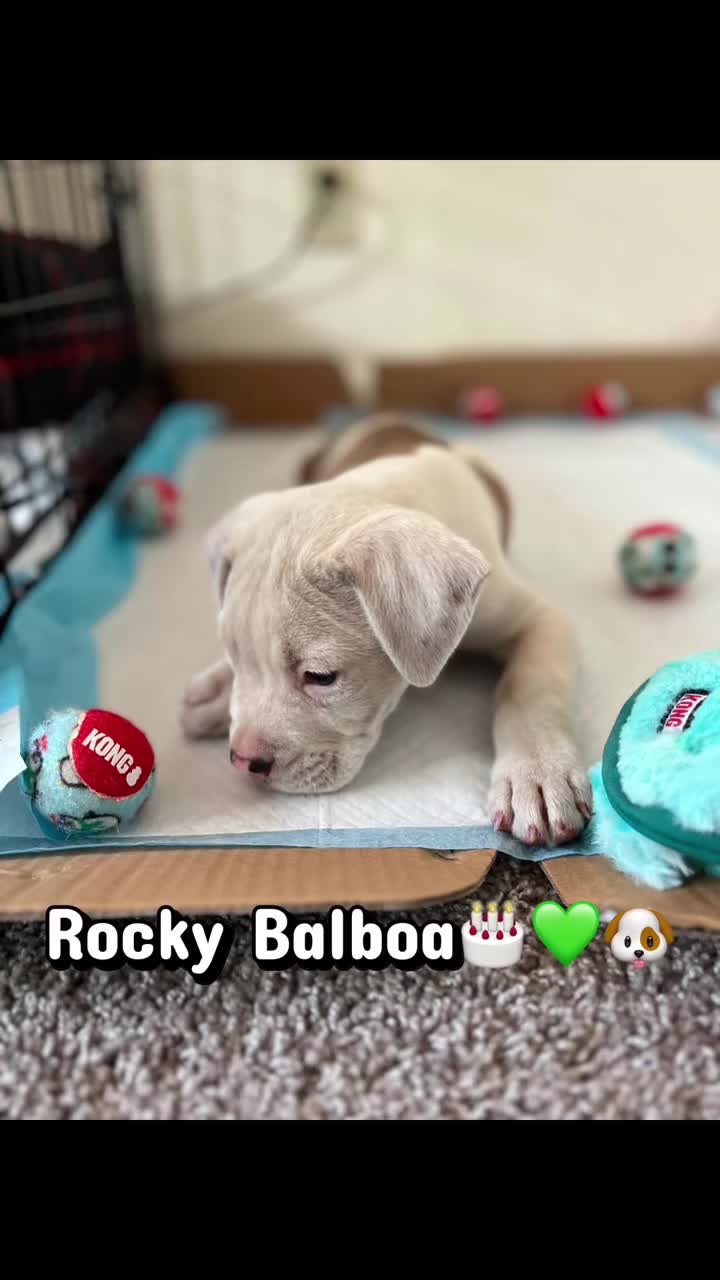 @Rocky Balboa