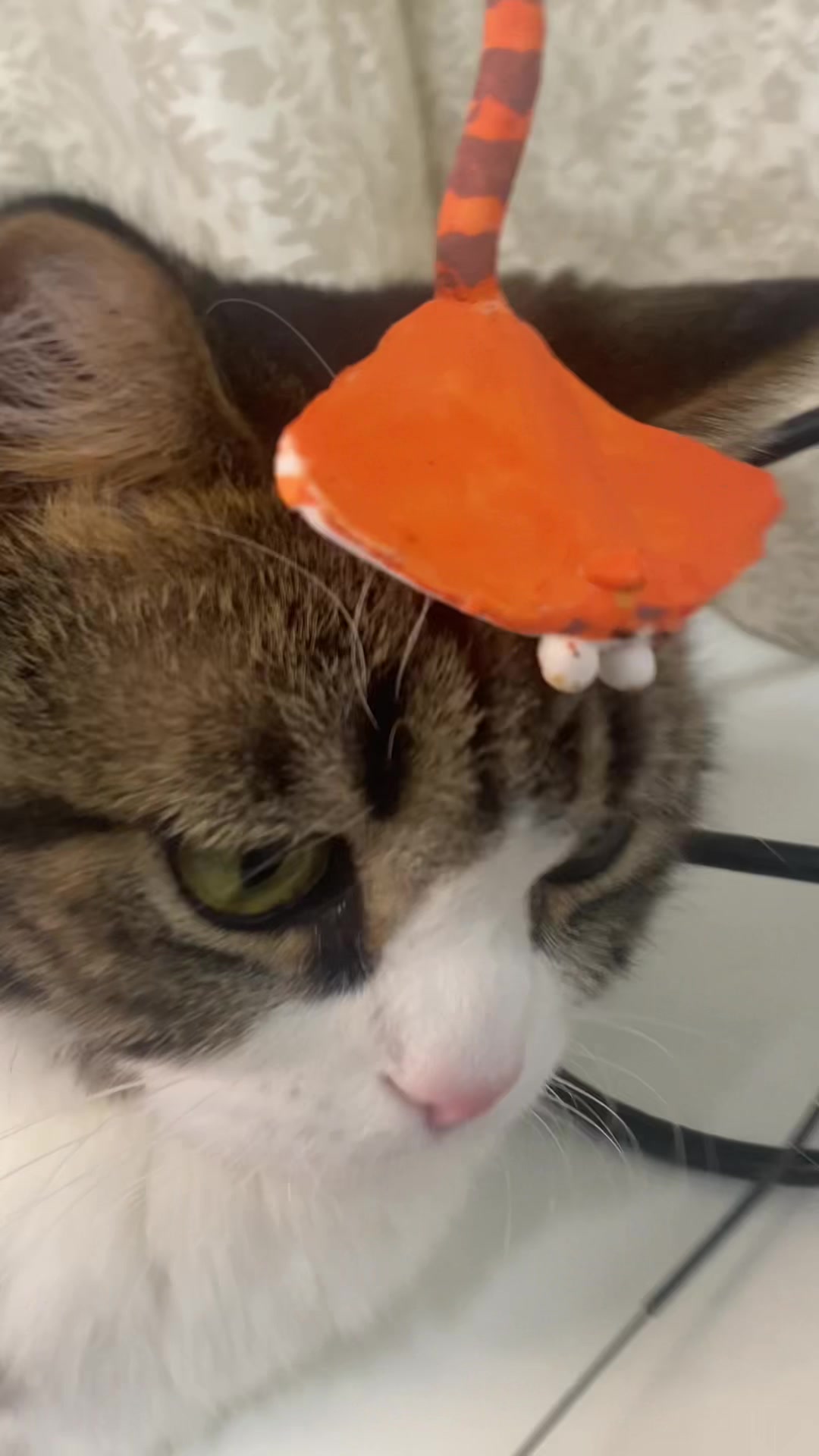 @PawsAndClaws