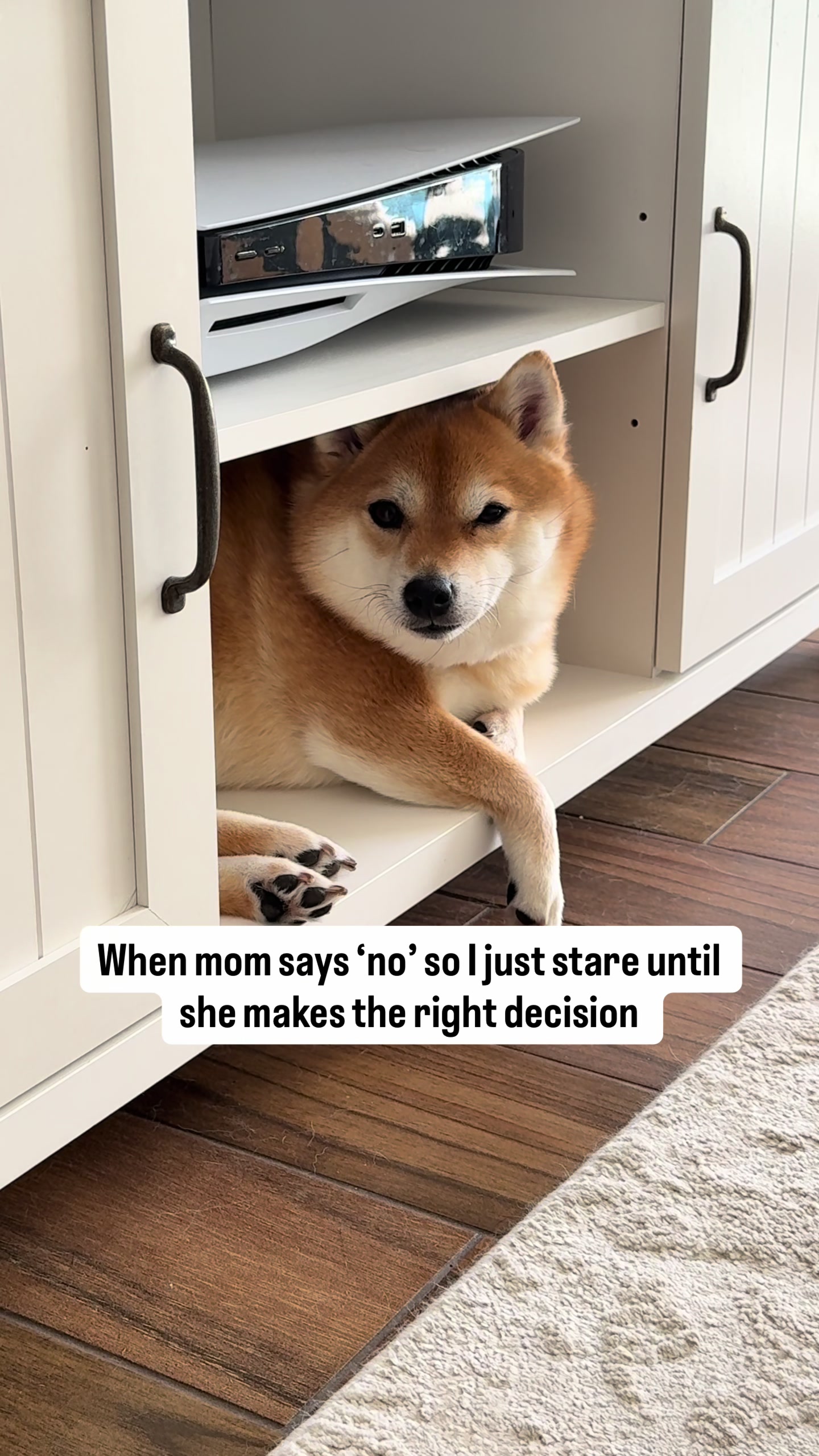 @Flock of Shibas 🐕🐕🐕