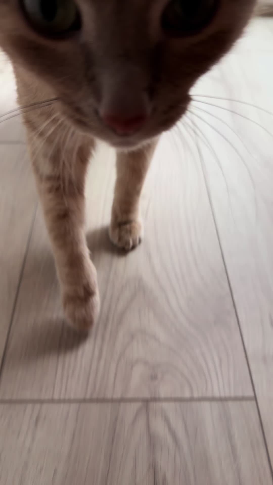 @honeythecat