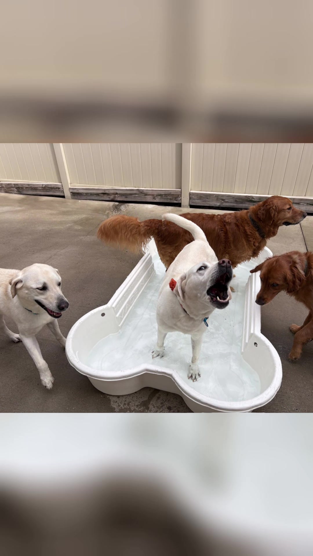 @CampBowWow Eatontown
