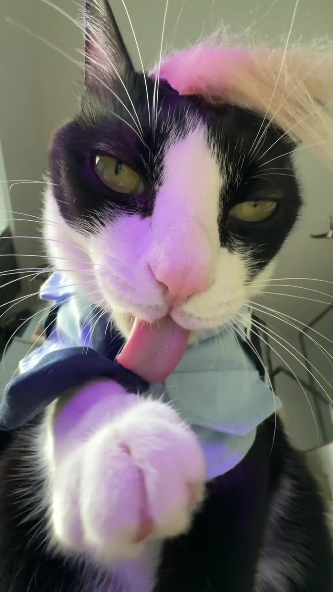 @Licking Cat