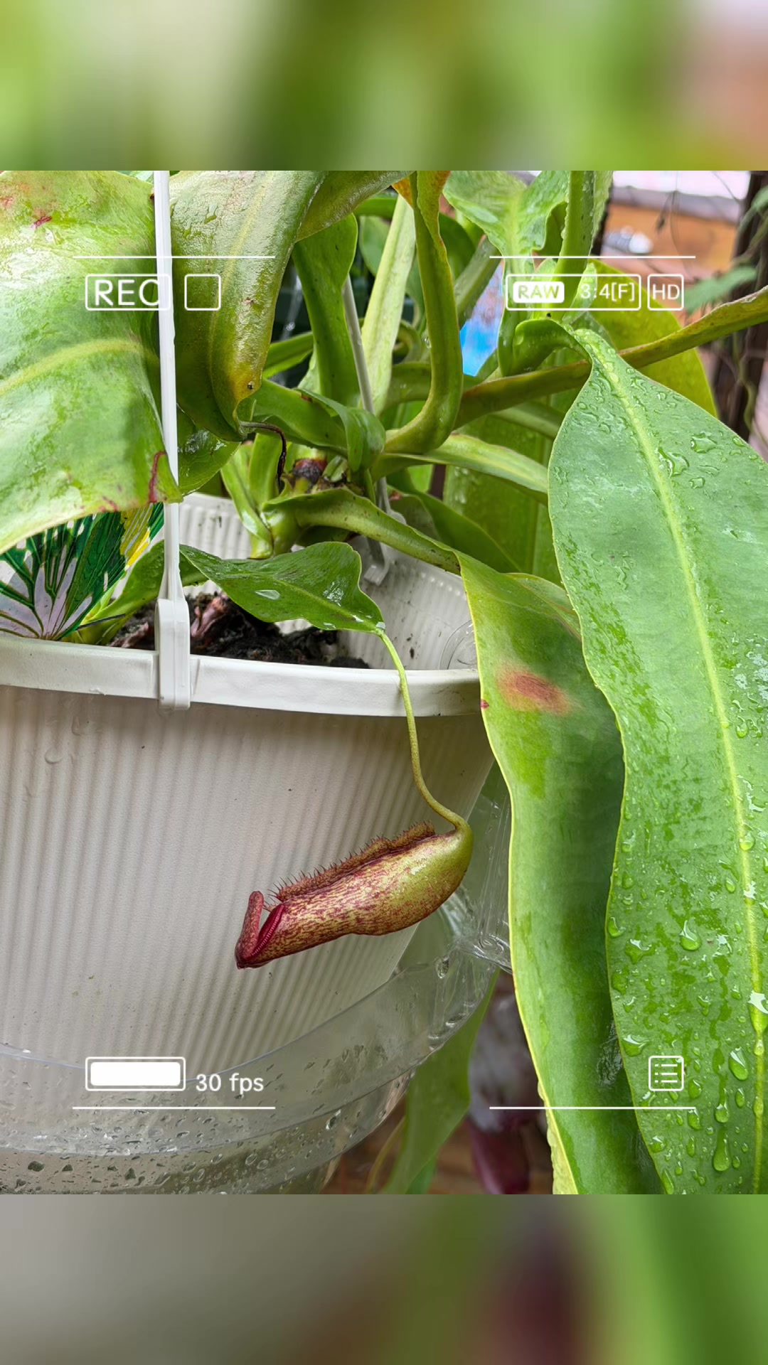 @paintedladyplants