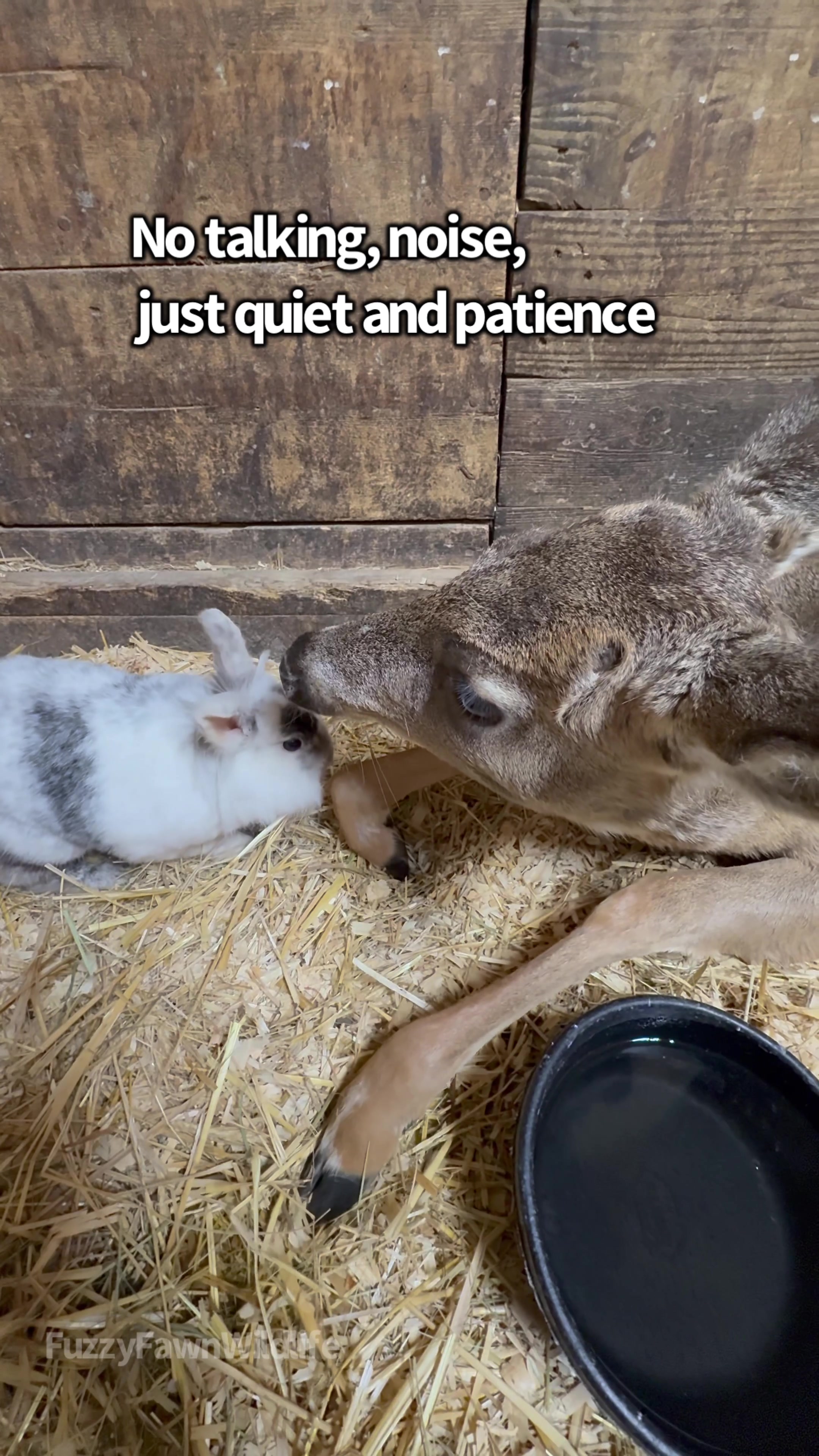 @Fuzzy Fawn Wildlife