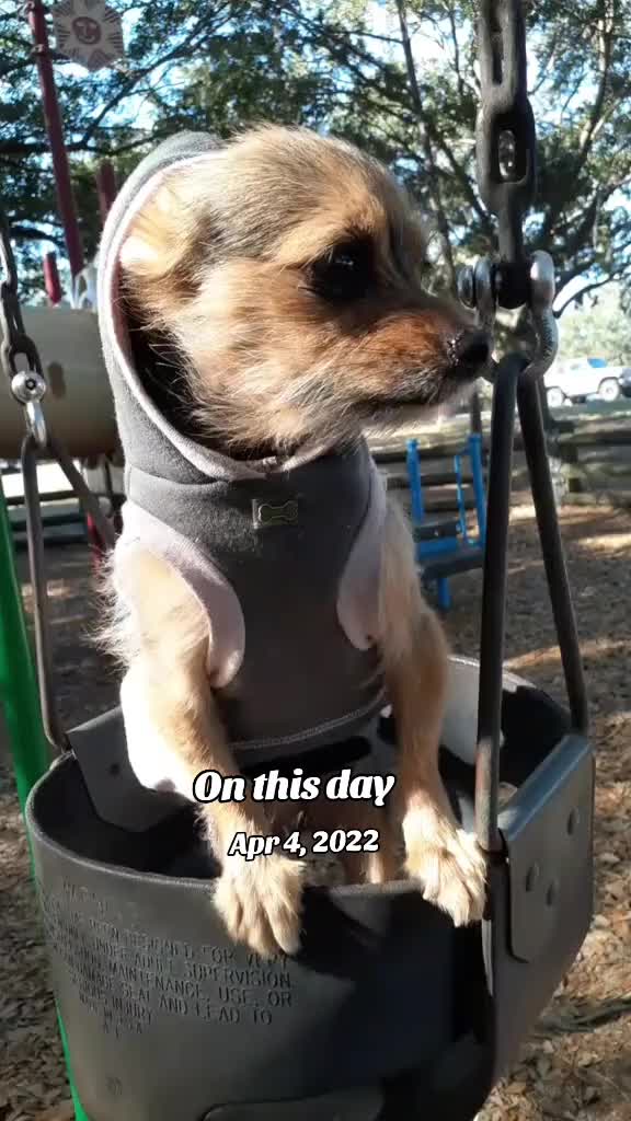@Miley Jo the Chorkie