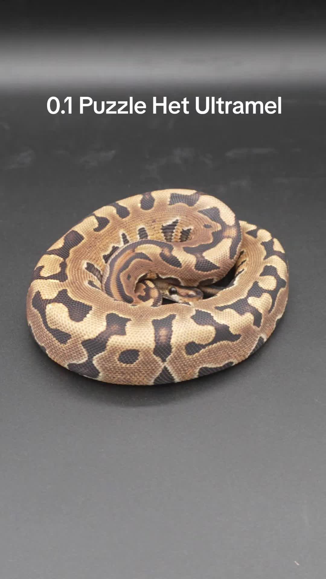 @Proxima Reptilis