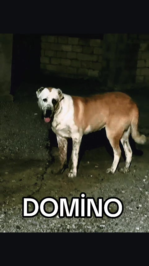 @Elşad__007