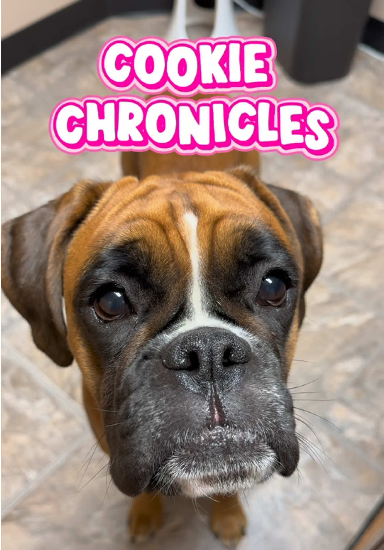 @boxermadness