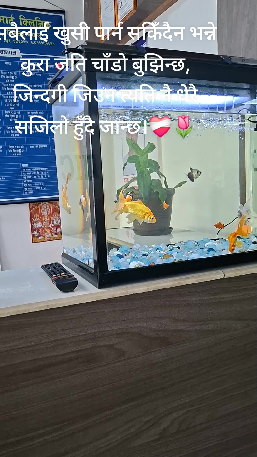 @निस्चल गाहा मगर🌸