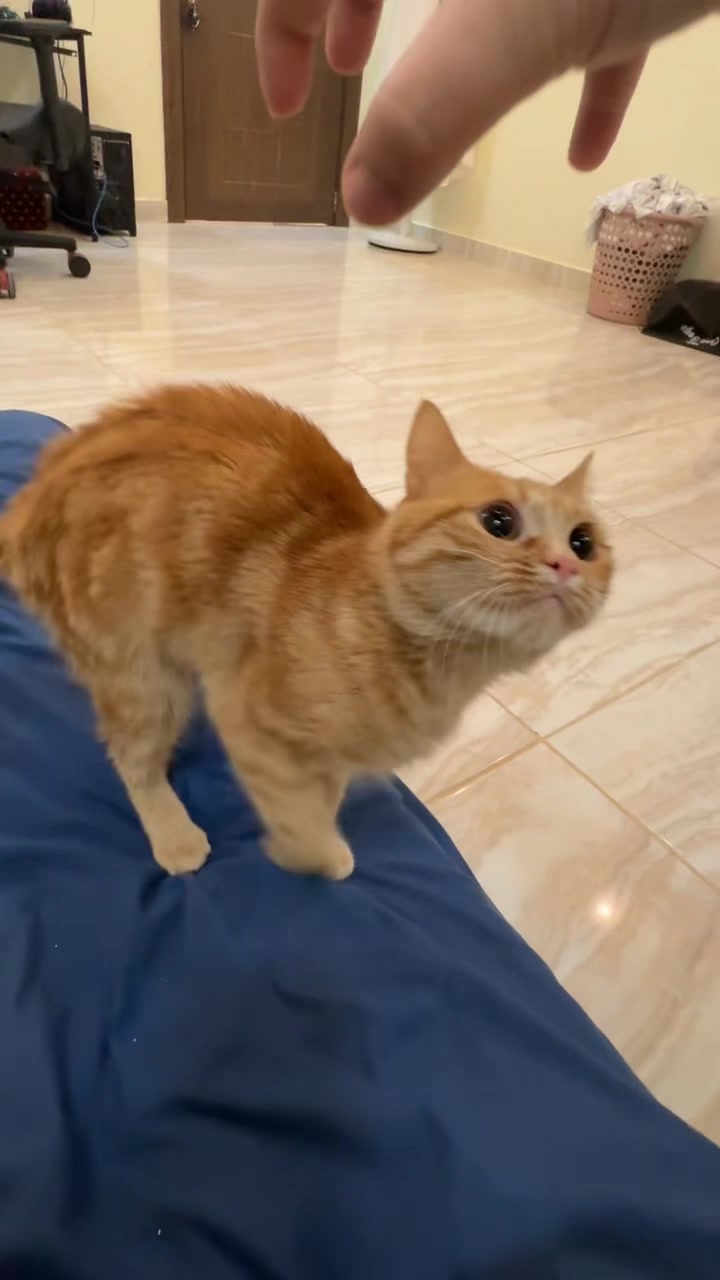 @3aslTheCat