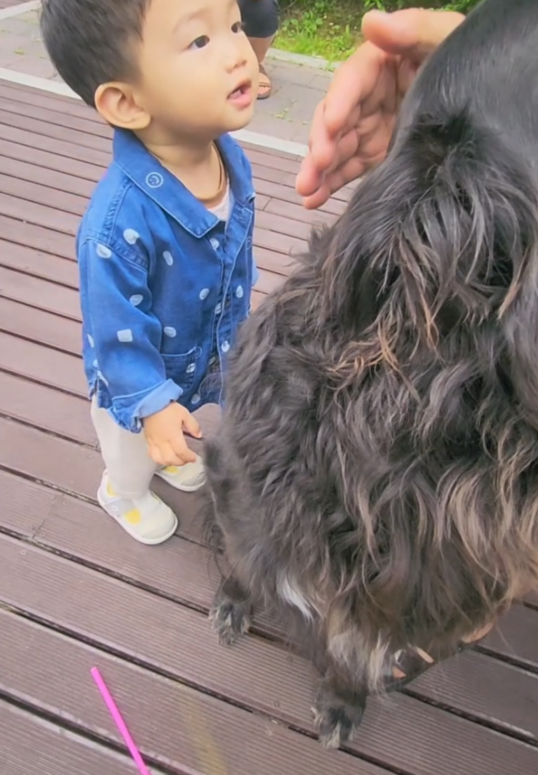 @리트리버삼둥이네