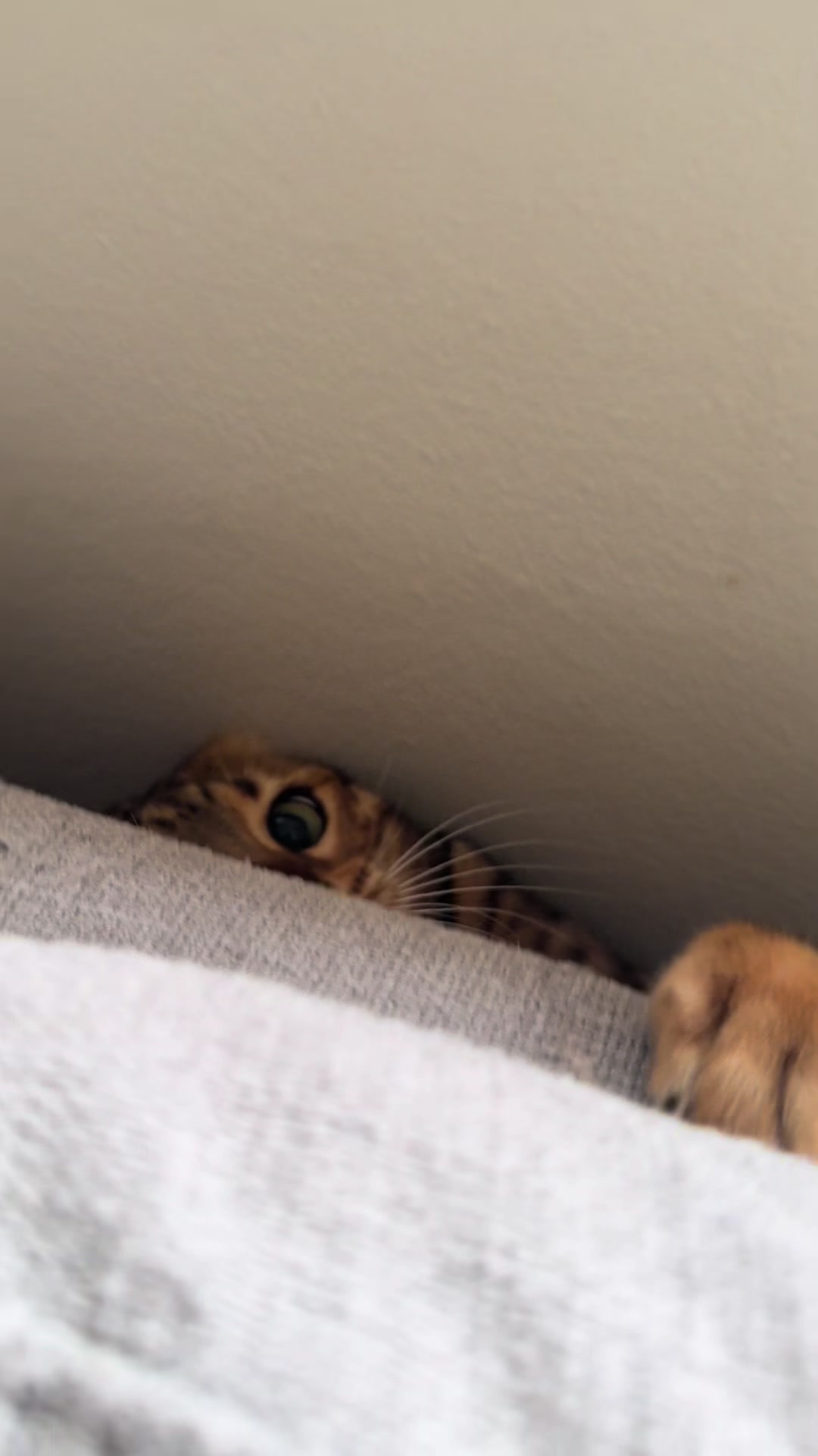 @mitmitcats
