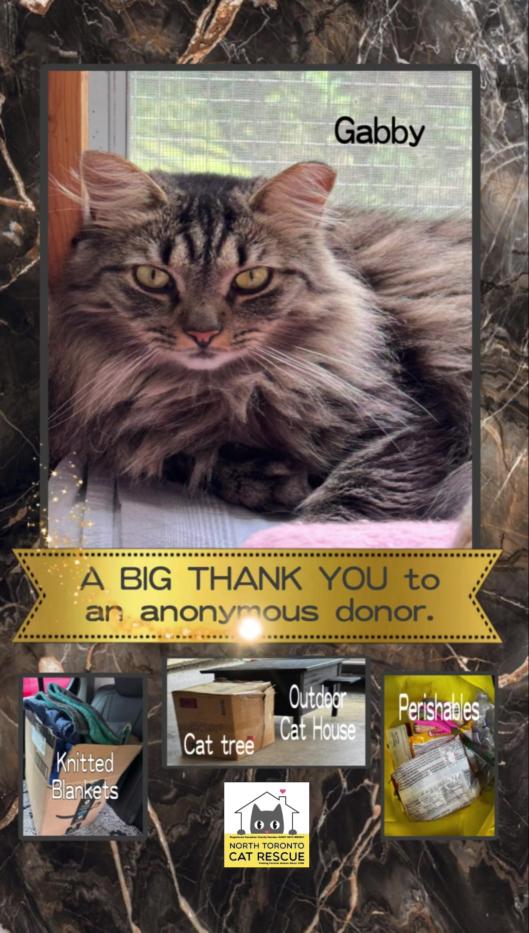 @North Toronto Cat Rescue