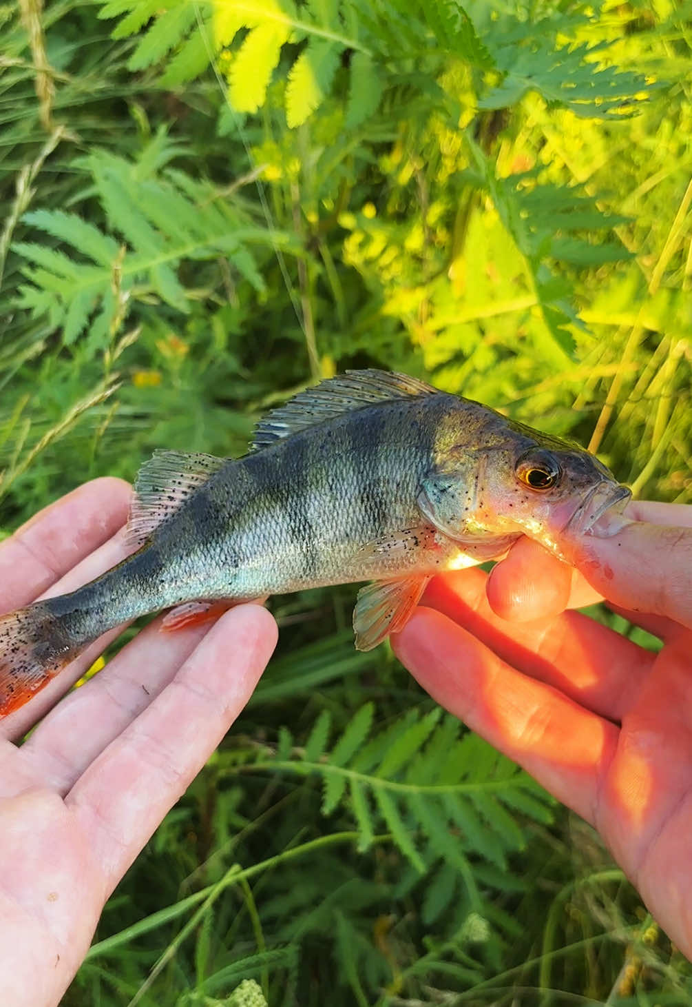 @Максим FastFisher