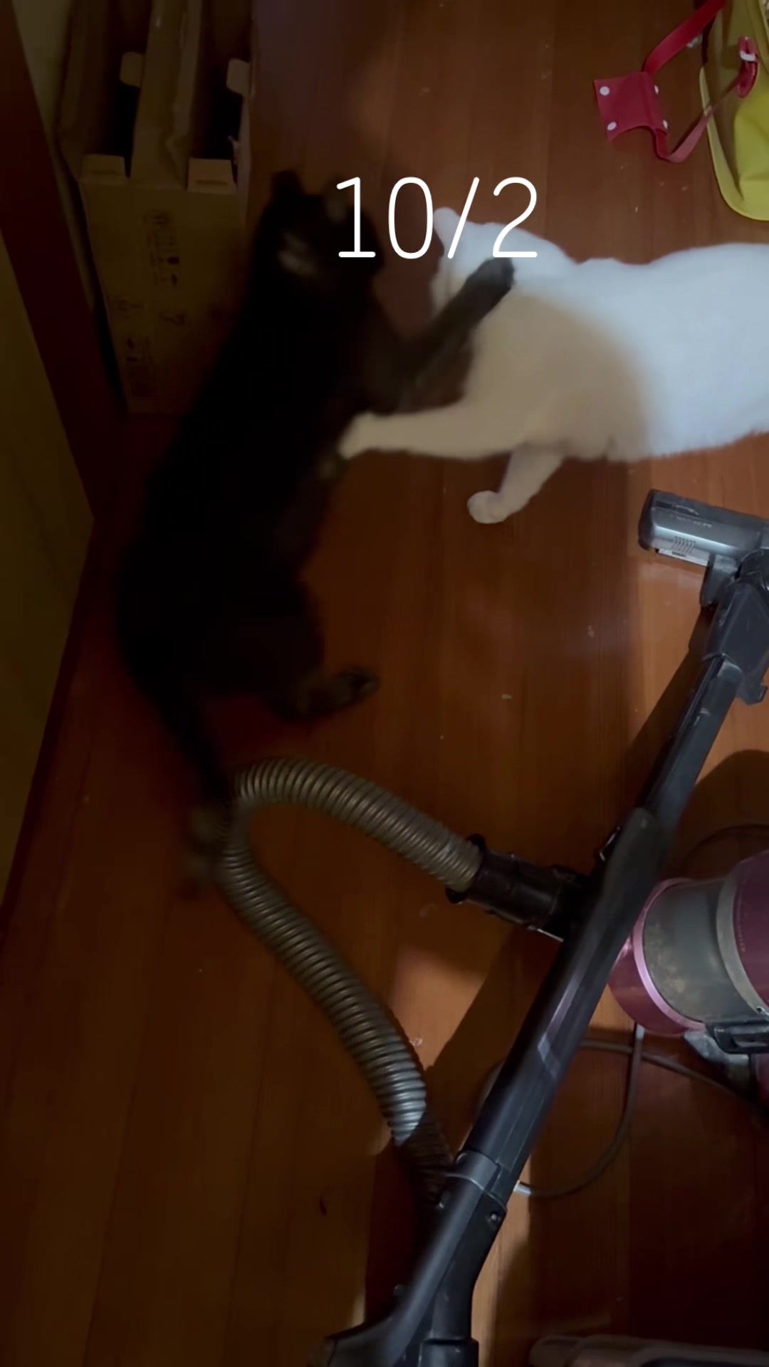 @とのひかる🐾🐈🐈⬛🐾