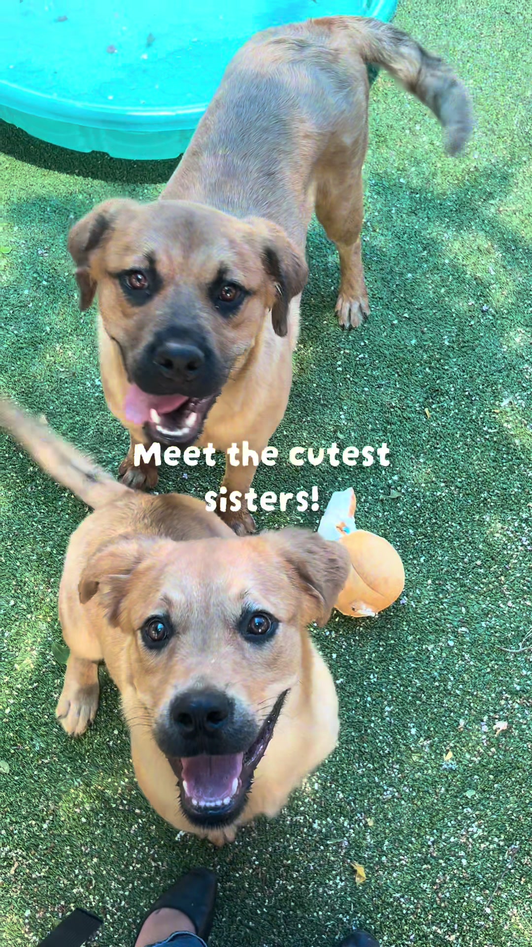 @San Antonio Humane Society