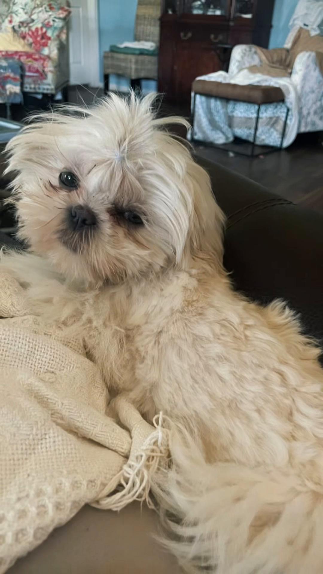 @Twilight Shih Tzu