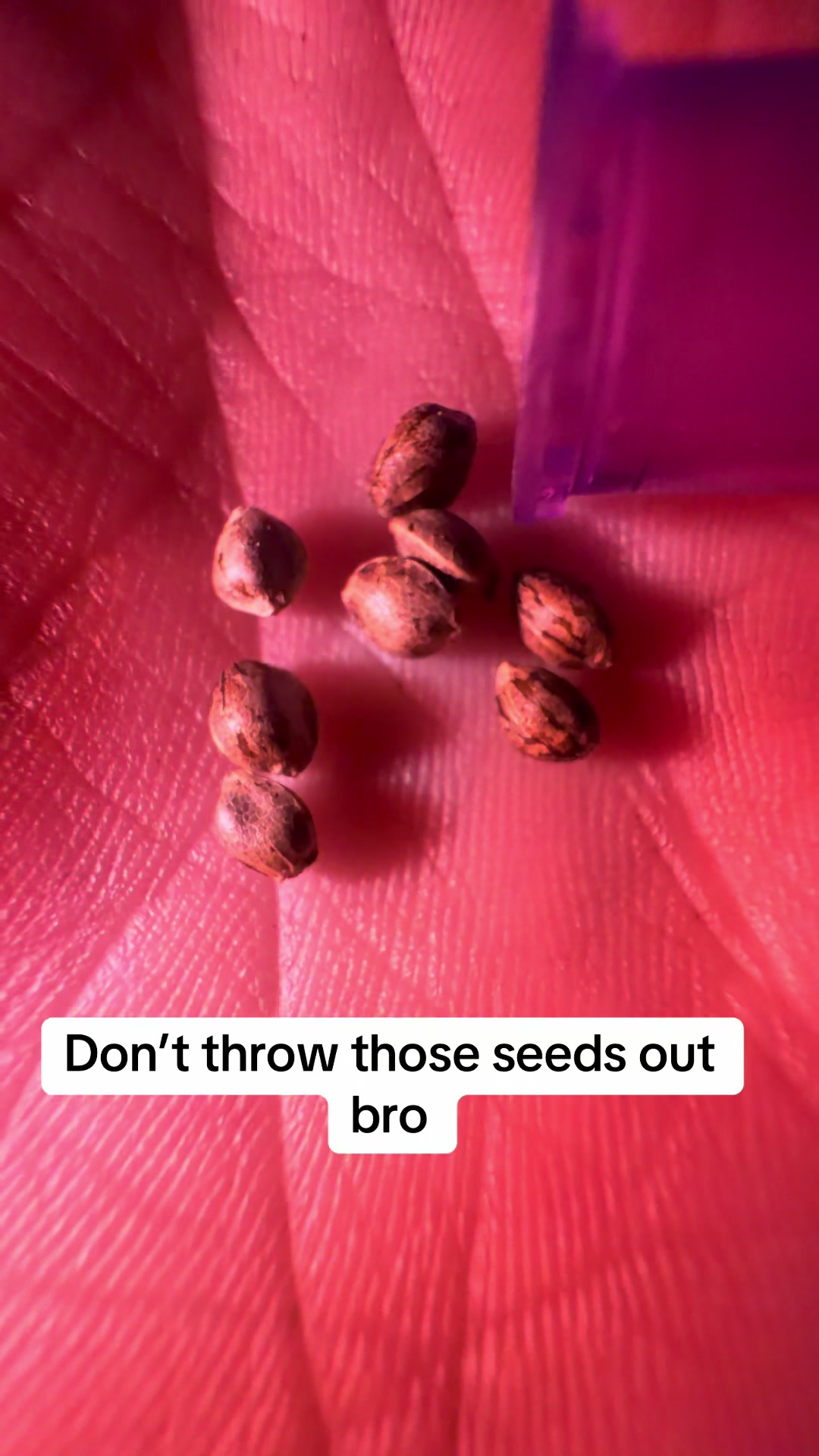 @SEEDTIVA