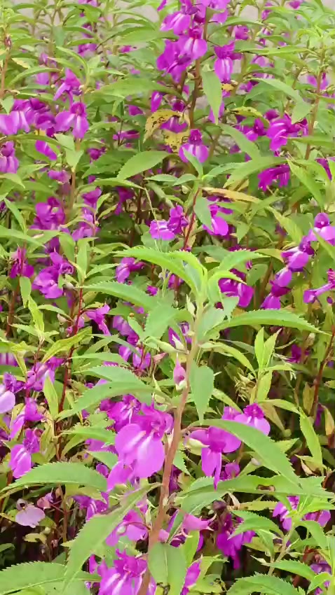 @Kumar Gorkhali ๐ณ๐ต๐ช๐บ