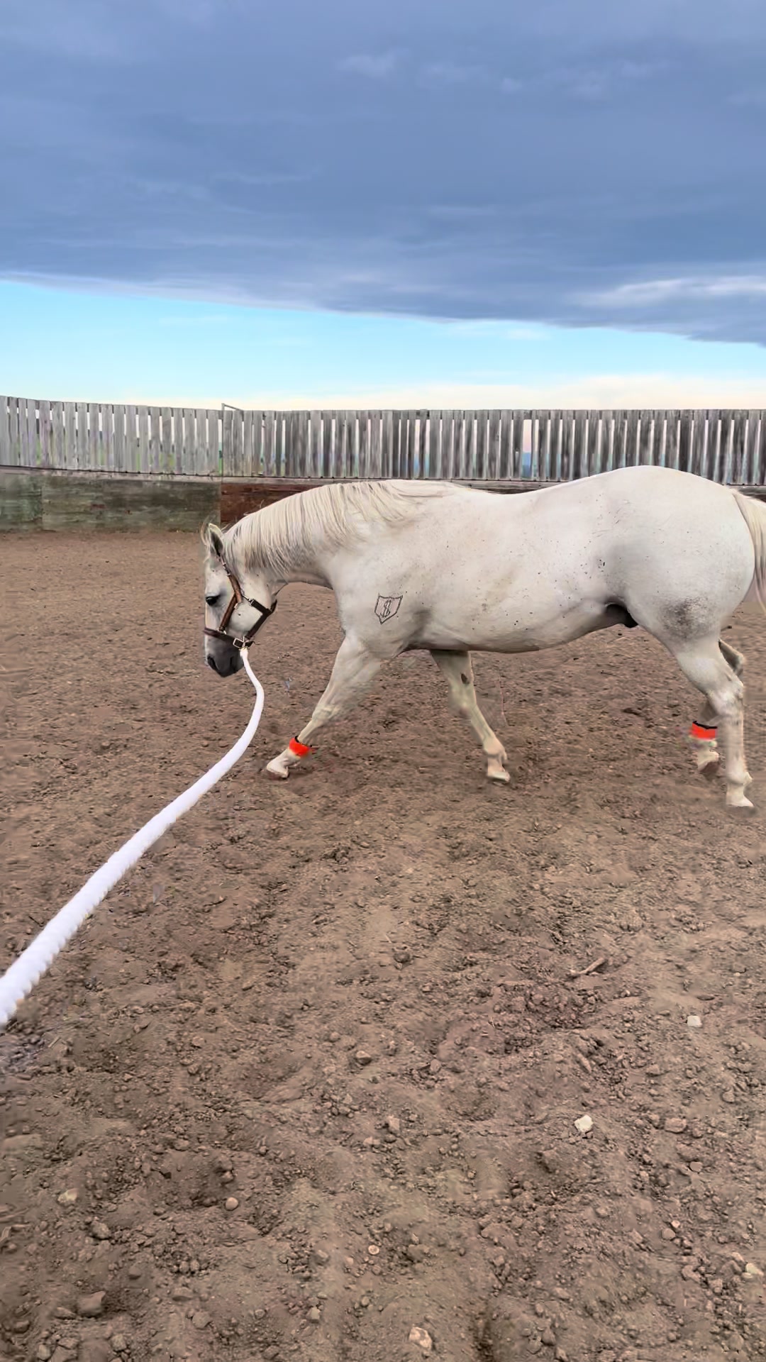 @starboundhorses
