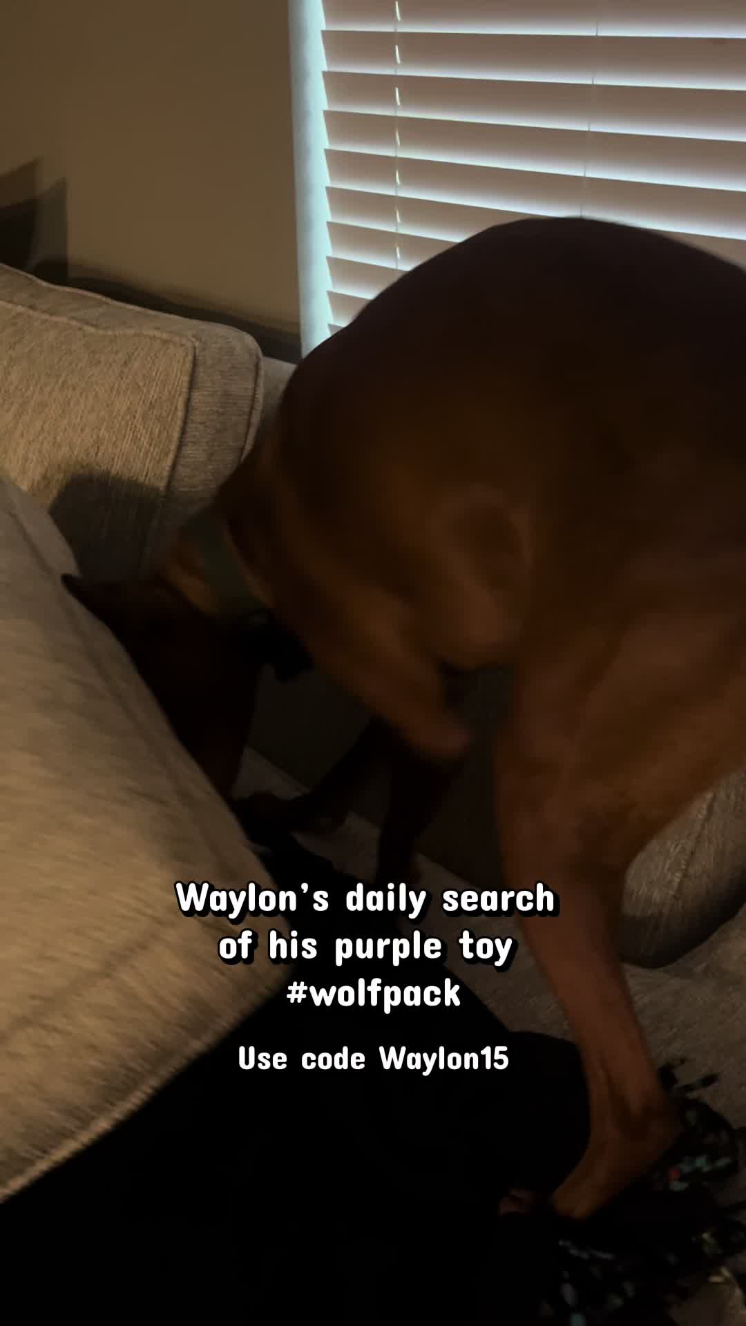 @waylonthevizsla