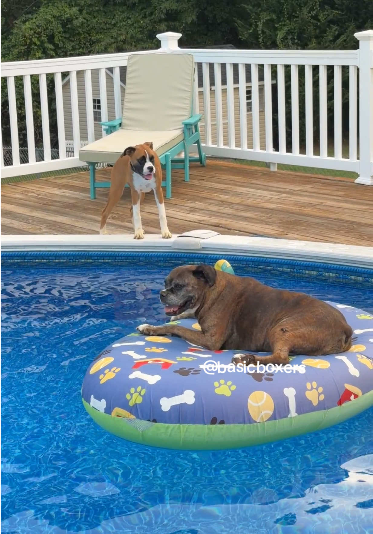 @basicboxers