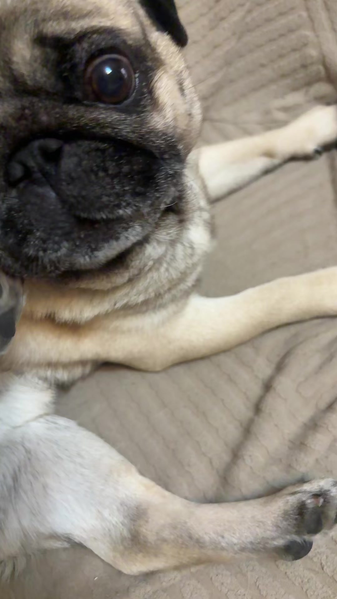 @Lolito pug carlino