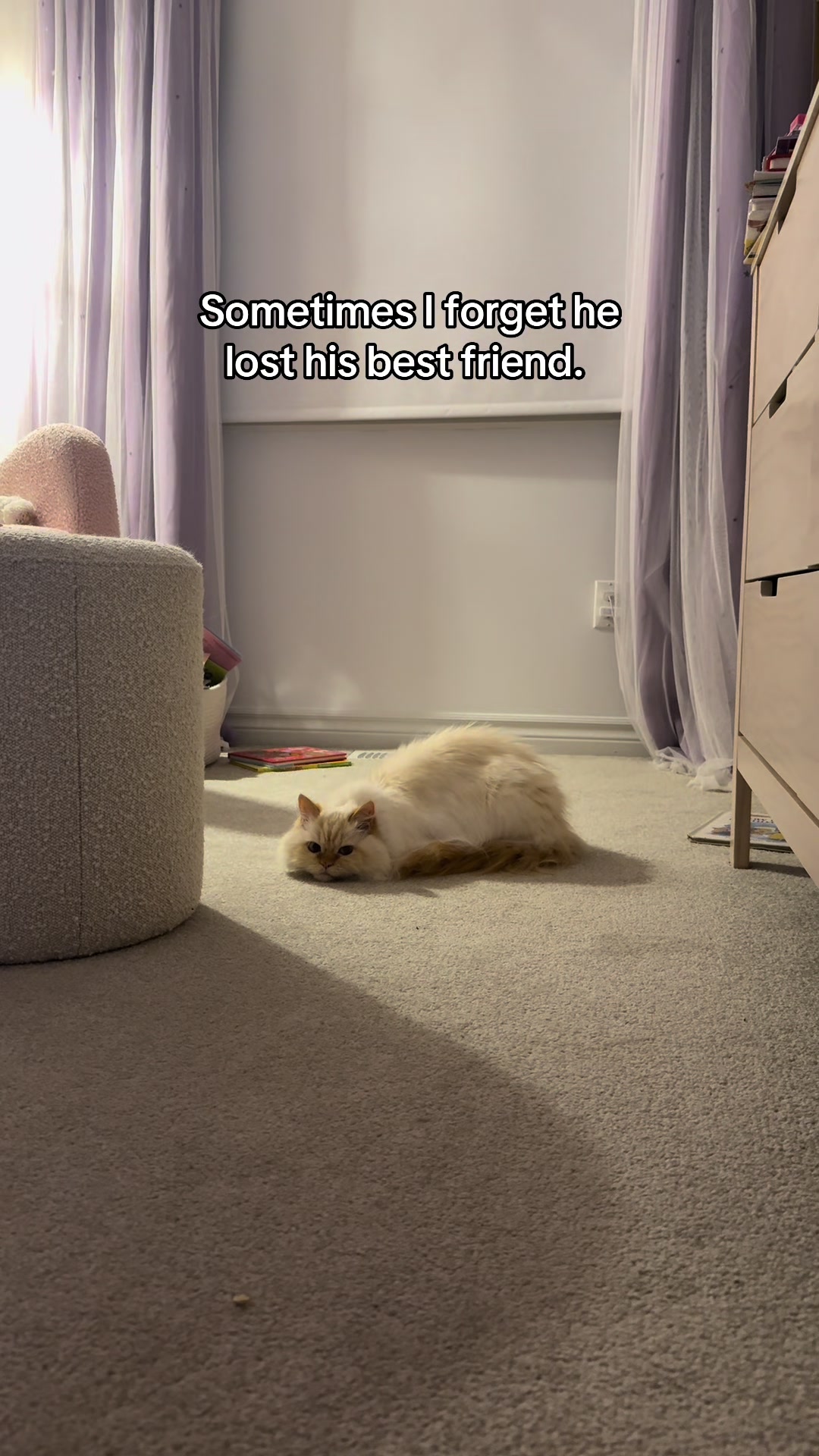 @Krista & Cats: BamBam & Bonnie