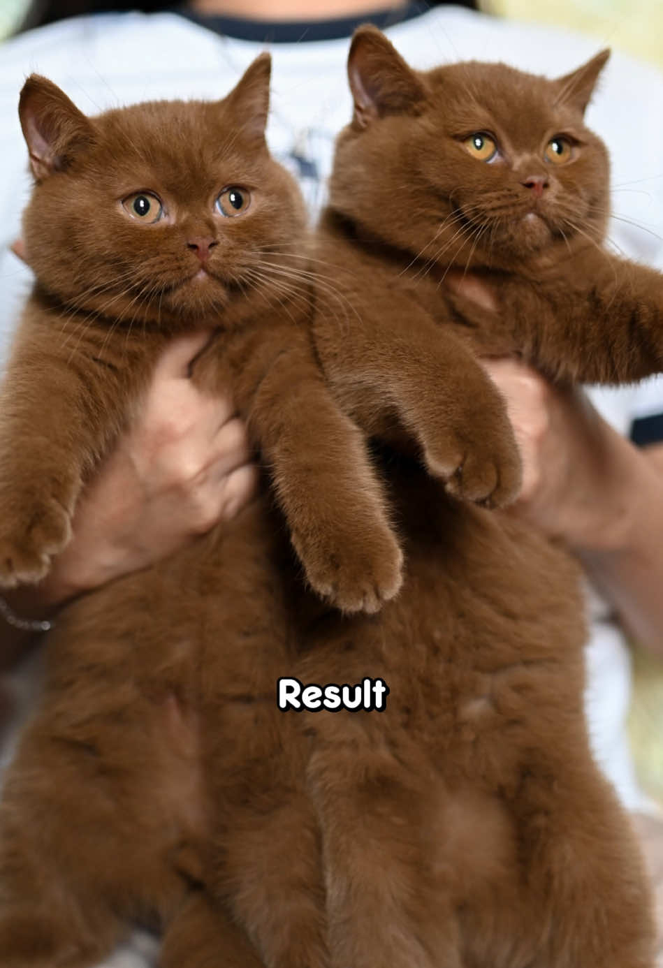 @dutchthebritishcat