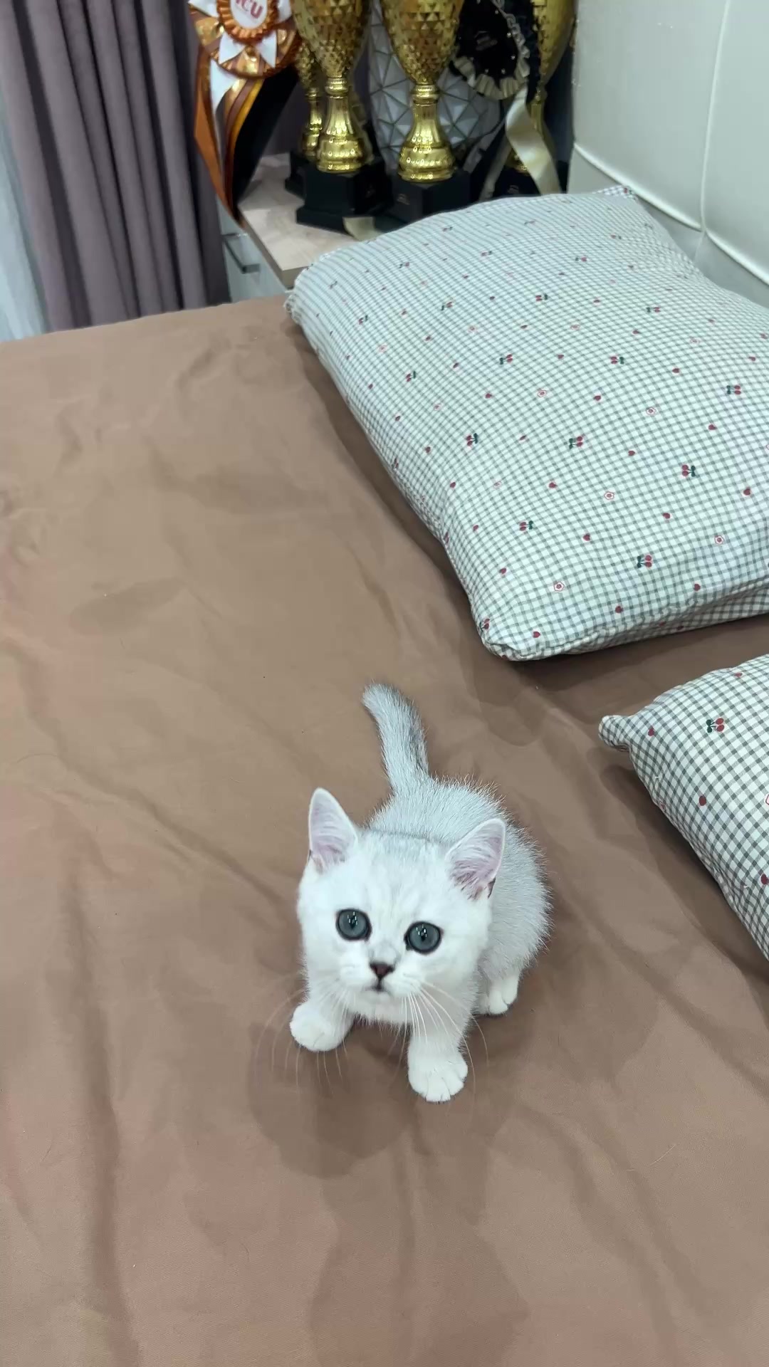 @kittens_uz