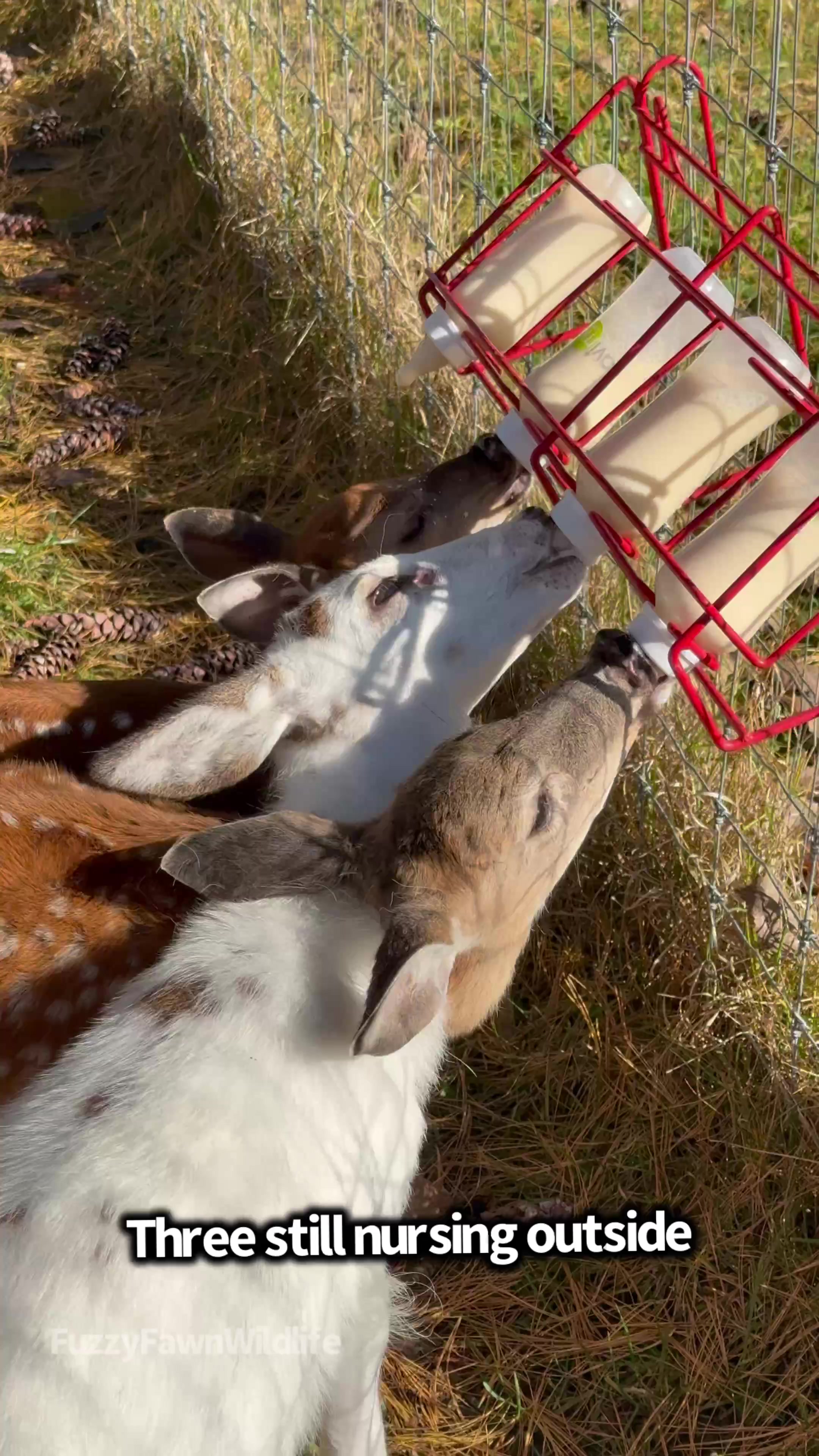 @Fuzzy Fawn Wildlife